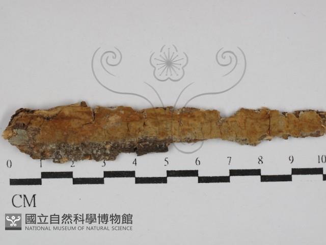 雲南無扣菌藏品圖，第1張
