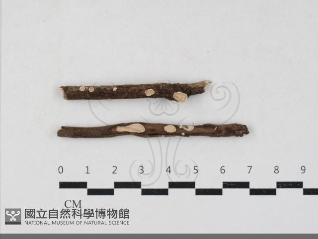 登錄號:F0033790藏品圖，第1張