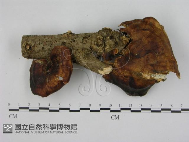 登錄號:F0008590藏品圖，第1張