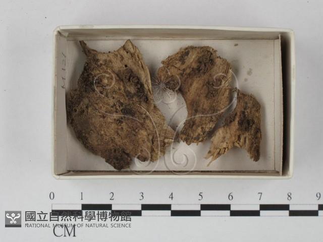 登錄號:F0020590藏品圖，第1張