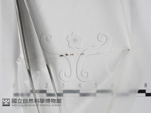 登錄號:F0000590藏品圖，第1張
