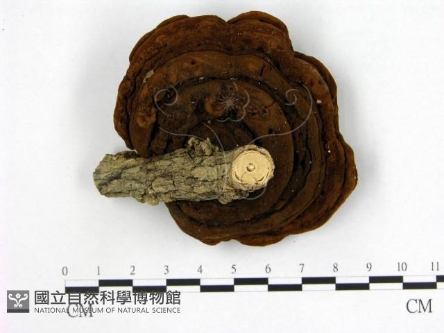 登錄號:F0010590藏品圖，第1張