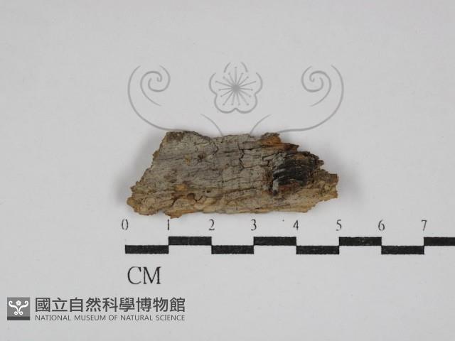 登錄號:F0030590藏品圖，第1張
