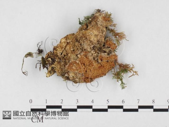 多年臥孔菌屬藏品圖，第1張