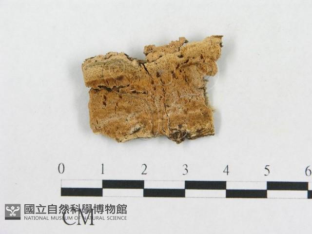 登錄號:F0006590藏品圖，第1張