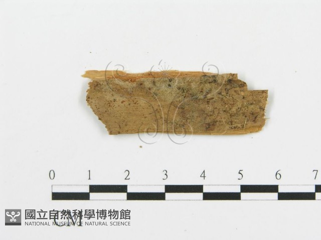登錄號:F0016590藏品圖，第1張