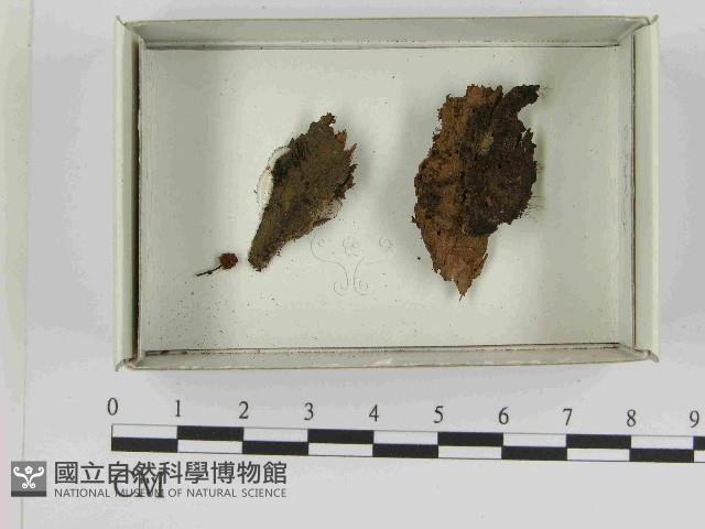 登錄號:F0021590藏品圖，第1張