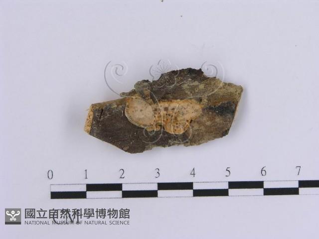 韌革菌屬藏品圖，第1張