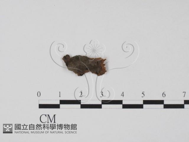 登錄號:F0011590藏品圖，第1張