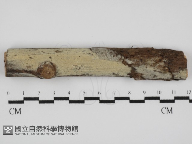 登錄號:F0031590藏品圖，第1張