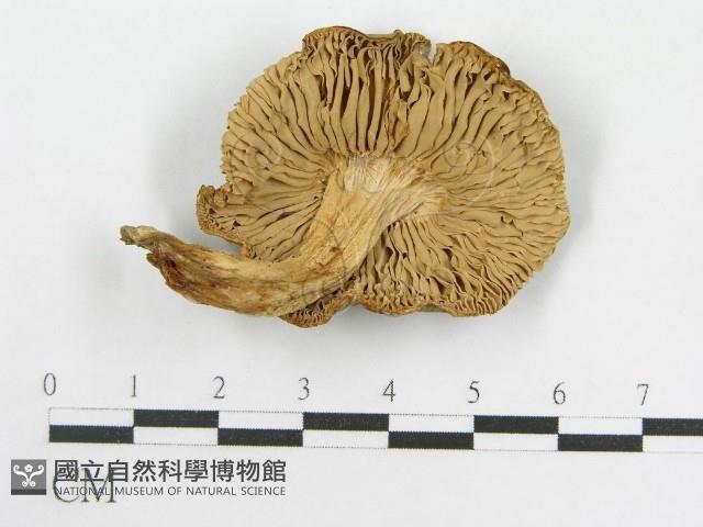 粉褶菌屬藏品圖，第1張