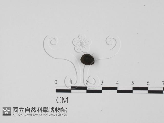 登錄號:F0002590藏品圖，第3張