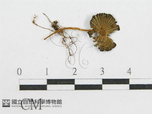 登錄號:F0012590藏品圖，第1張