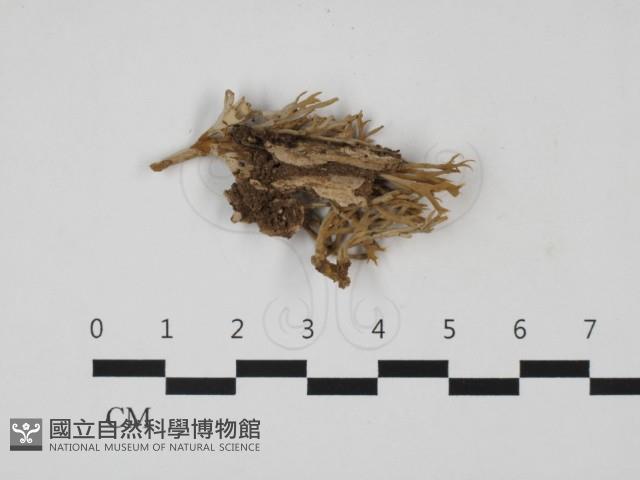 登錄號:F0032590藏品圖，第1張