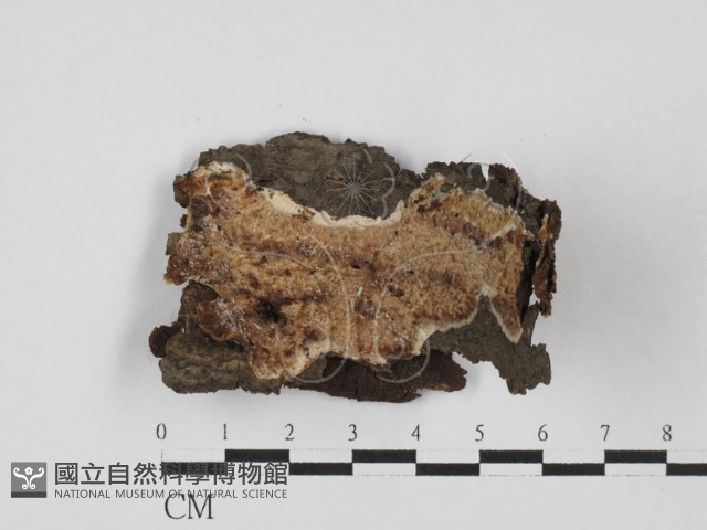登錄號:F0027590藏品圖，第1張