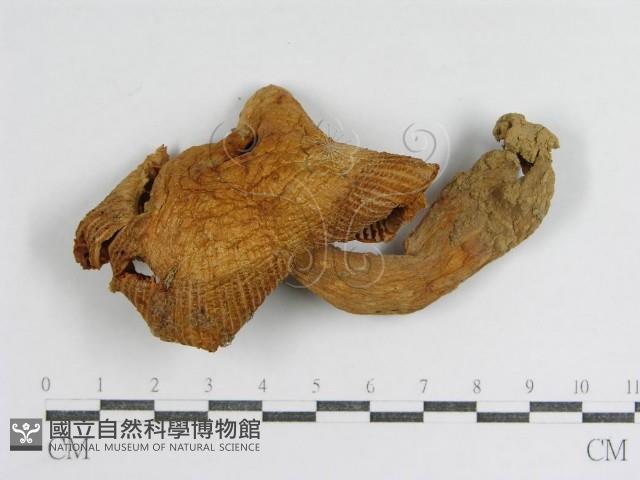 登錄號:F0007590藏品圖，第1張