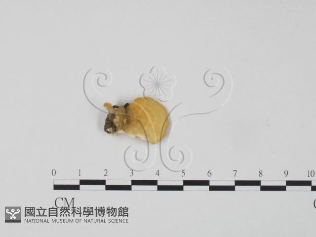 登錄號:F0017590藏品圖，第1張
