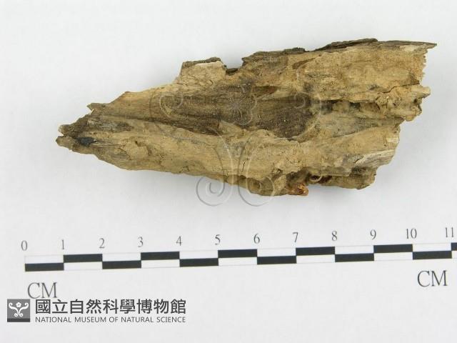 登錄號:F0005590藏品圖，第1張