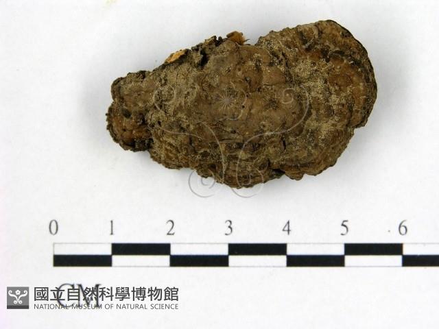 登錄號:F0015590藏品圖，第1張