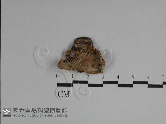 硬孔菌屬藏品圖，第1張