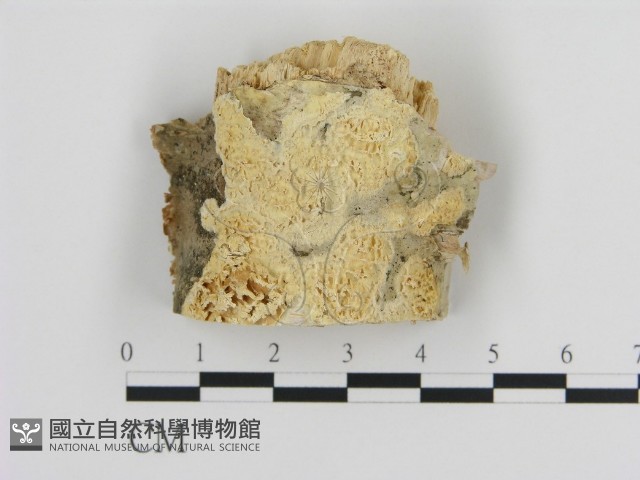 登錄號:F0009590藏品圖，第1張