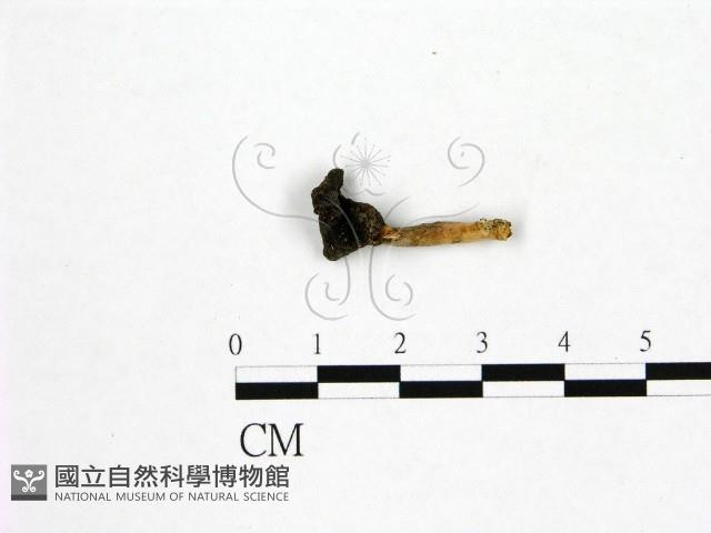 登錄號:F0019590藏品圖，第1張