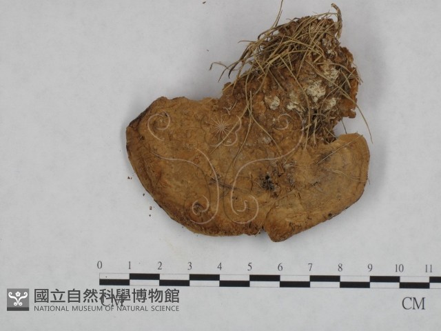 登錄號:F0023590藏品圖，第1張