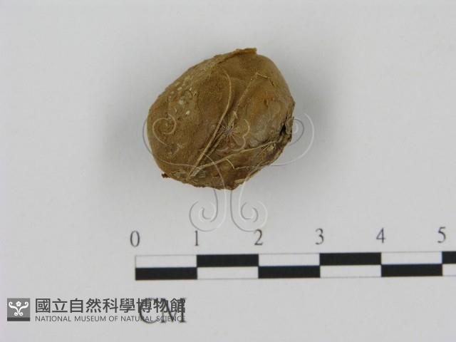 登錄號:F0003590藏品圖，第1張