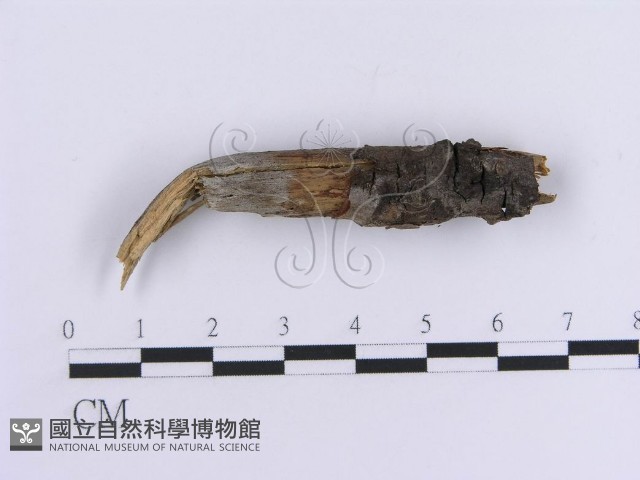登錄號:F0013590藏品圖，第1張