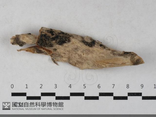 登錄號:F0033590藏品圖，第1張