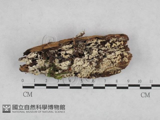 登錄號:F0028190藏品圖，第1張