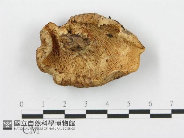 登錄號:F0008190藏品圖，第1張