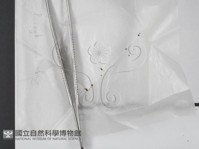 登錄號:F0020190藏品圖，第1張
