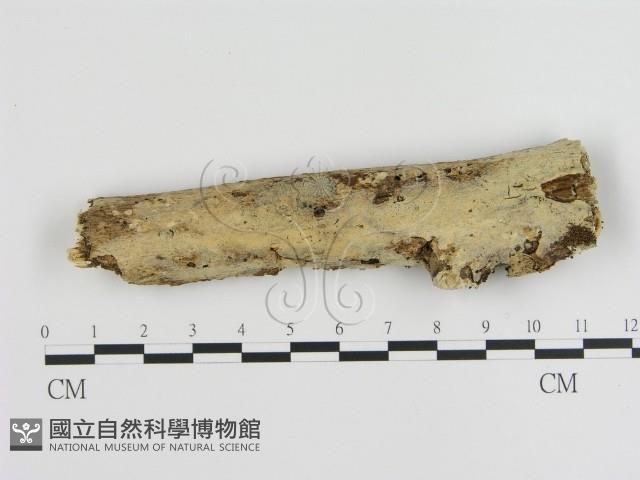 刺皮菌屬藏品圖，第1張