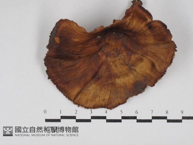 黄柄小孔菌藏品圖，第1張