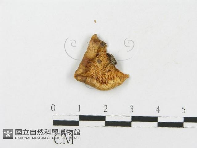登錄號:F0016190藏品圖，第1張