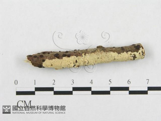 登錄號:F0001190藏品圖，第1張