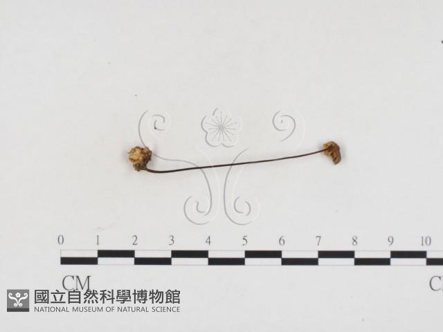 登錄號:F0024190藏品圖，第1張