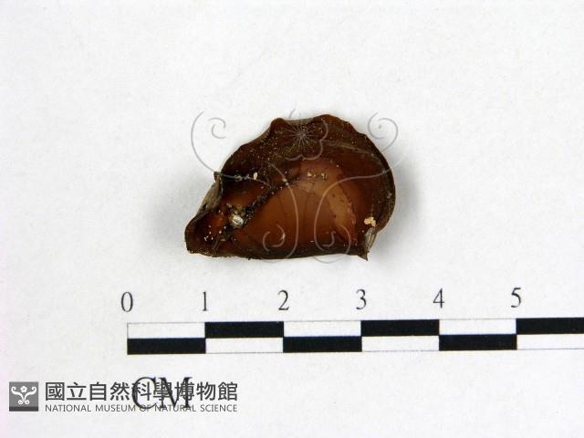 登錄號:F0014190藏品圖，第1張