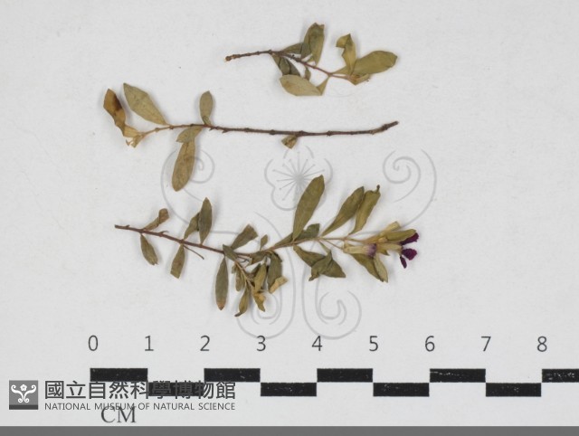 登錄號:F0034190藏品圖，第1張