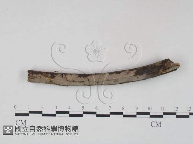 筍殼菌屬藏品圖，第1張