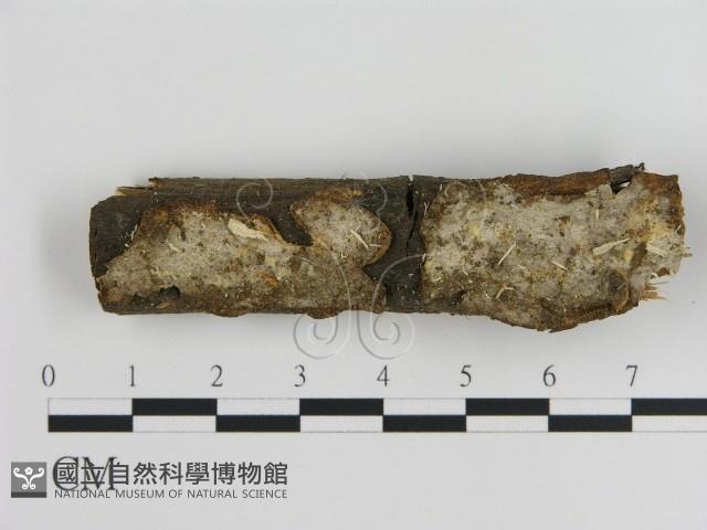 刺皮菌屬藏品圖，第1張