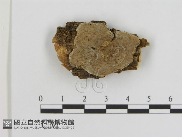 登錄號:F0007190藏品圖，第1張