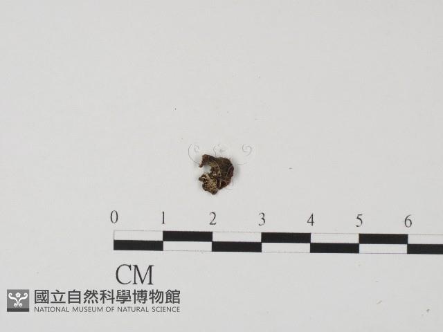 登錄號:F0017190藏品圖，第1張