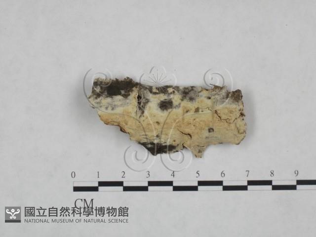 登錄號:F0025190藏品圖，第1張