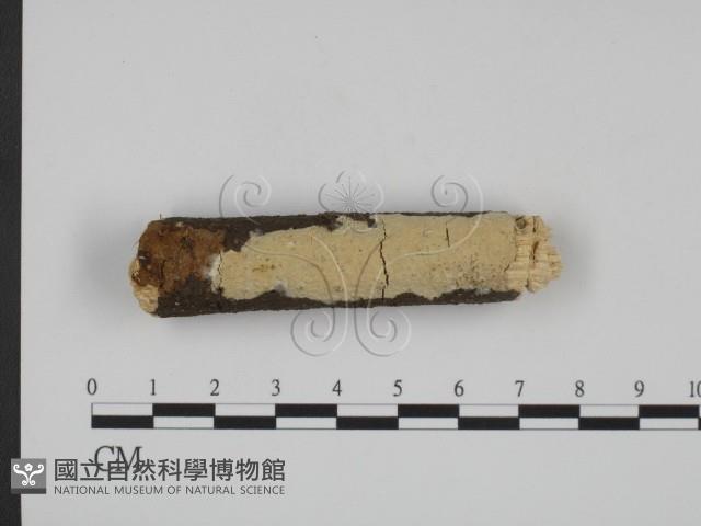 登錄號:F0015190藏品圖，第1張