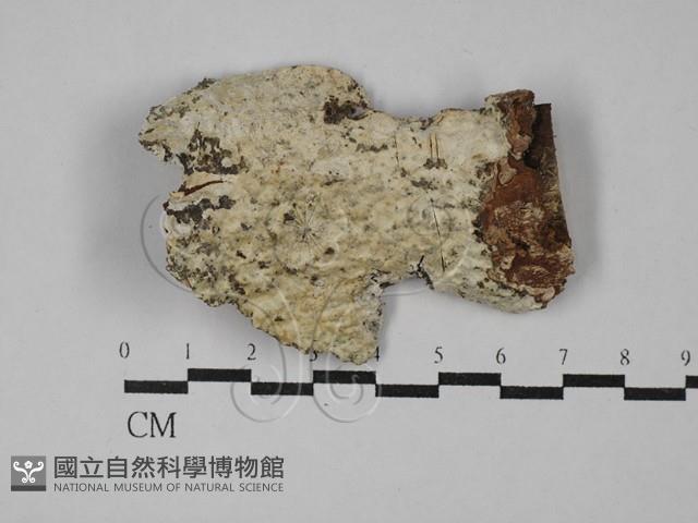 登錄號:F0029190藏品圖，第1張