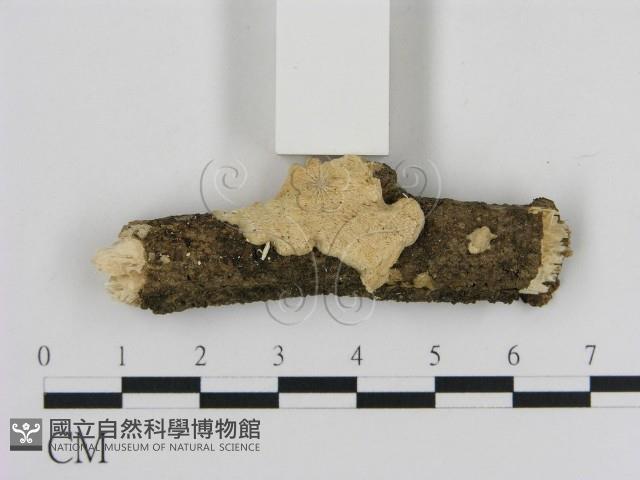 登錄號:F0009190藏品圖，第1張