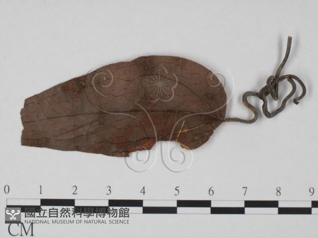 登錄號:F0019190藏品圖，第1張