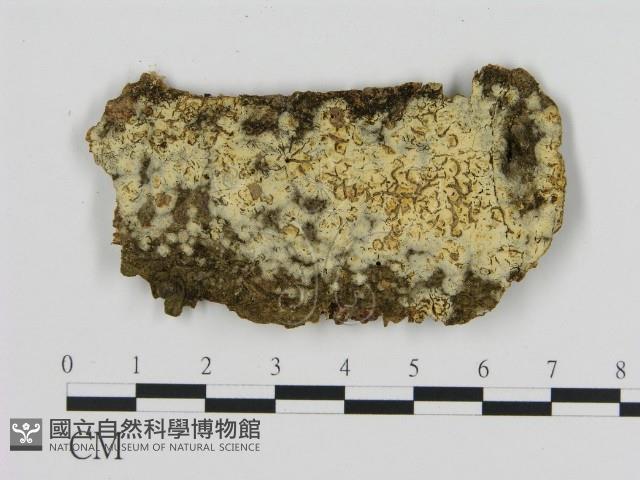 登錄號:F0003190藏品圖，第1張